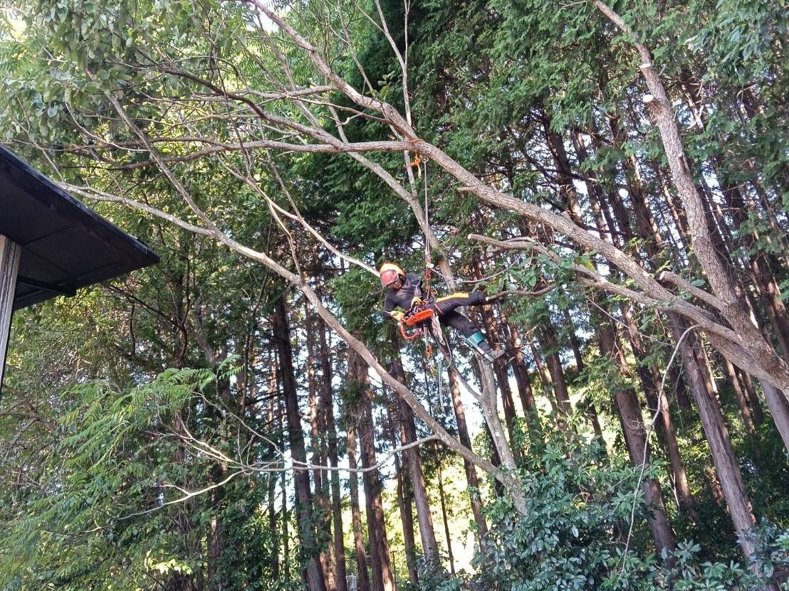 徳永林業様が木に登り、ロープで体を支えながら伐採している様子
